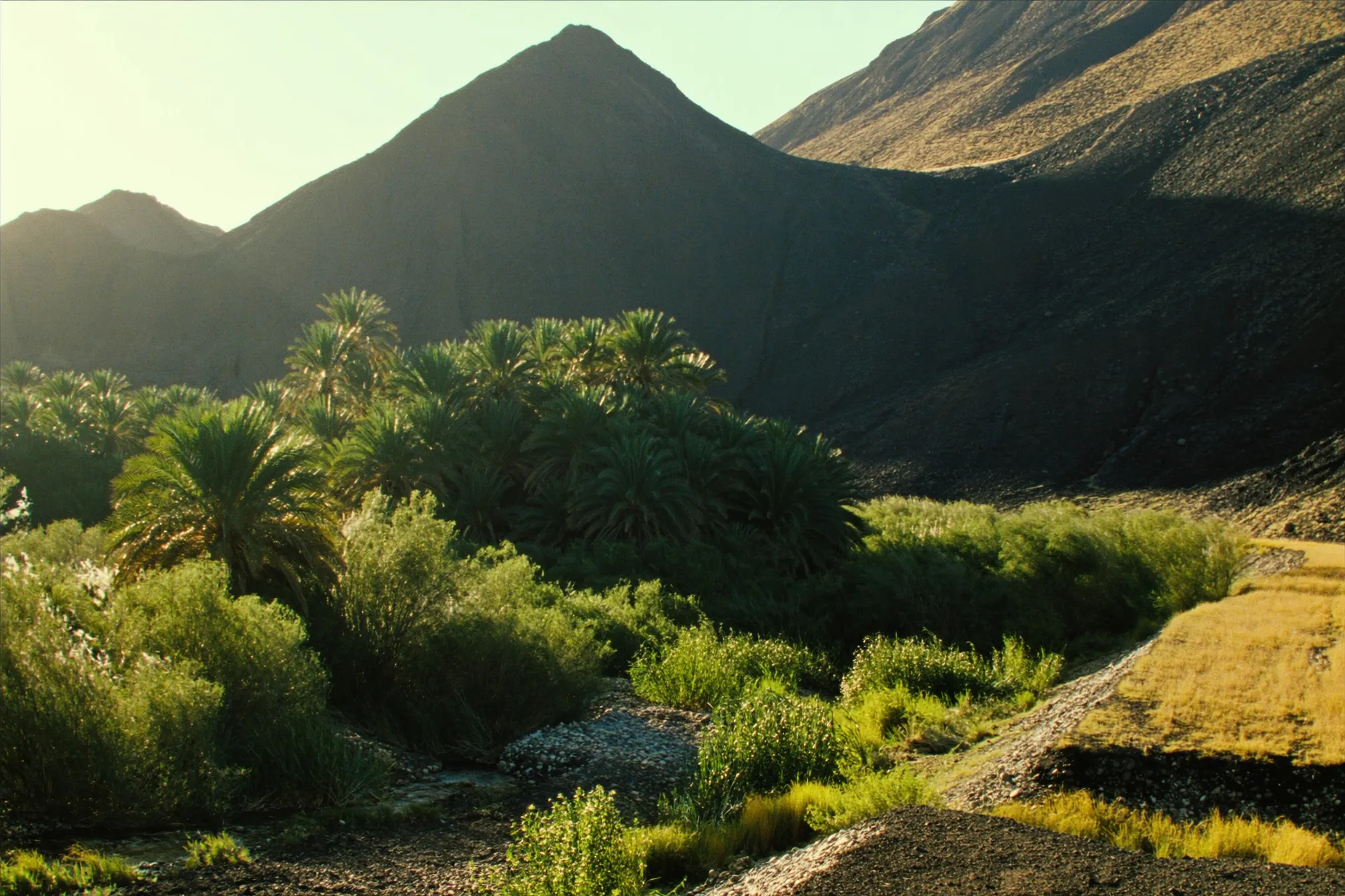 Palms of the Fint Oasis against black volcanic rock